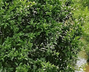 夏季沙糖桔巧修剪