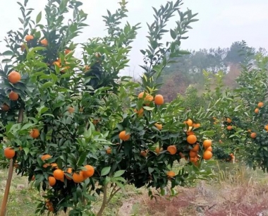 贡柑现在才抽出秋梢算是晚秋梢吗?