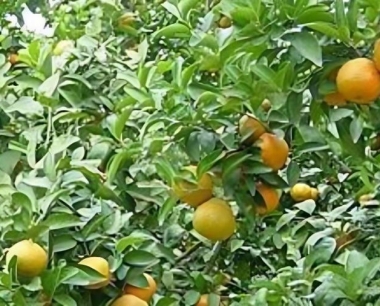 贡柑可以在高山上种植吗?