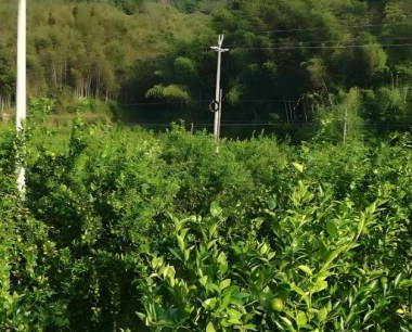 第三年挂果贡柑树是否需要环割?