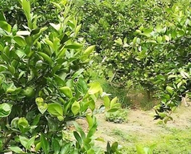 贡柑大暑过后可以放秋梢吗?