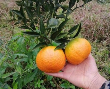 大家更爱的柑橘品种Top5_快来看看各有何特点