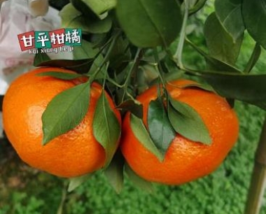 畅销全球的黄金果,究竟值不值得你去尝试?看看新会柑橘苗的市场报价吧!