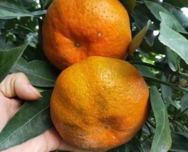 柑橘栽培有诀窍:科学施肥助力丰收