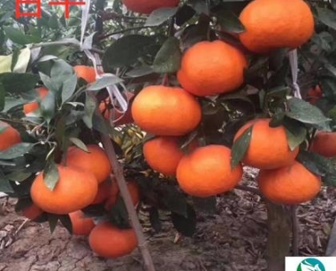选择优质种苗_打造高效果的早熟柑橘种植基地