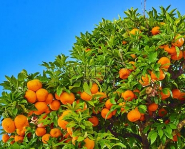 柑橘树移栽攻略:注意事项大揭秘!