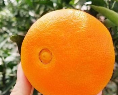 揭秘:中国更大的柑橘苗基地