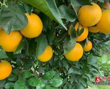 江西柑橘大揭秘_这几个地区出产的品种更受欢迎
