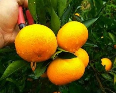 省会柑橘产业大盘点:种植规模达万亩!