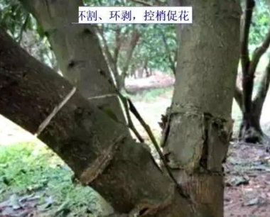 11月柑橘挂果树和预备挂果树管理重点_果苗栽培养护-阿拉丁苗圃厂