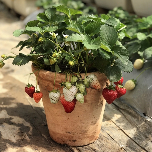 草莓盆栽