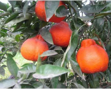 种植什么柑橘好？盘点未来市场最火的柑橘品种！