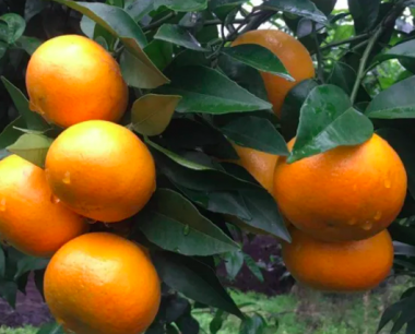 市场前景比较好的柑橘品种