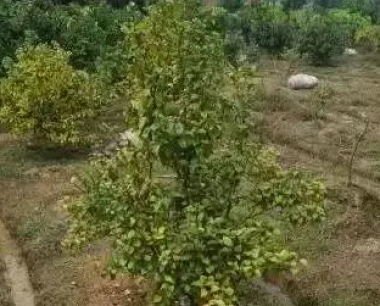 广大果农种植的桃树苗进入挂果期修剪四密四疏