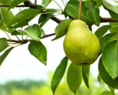 怎样预防、治疗梨树苗木黄粉蚜的症状？