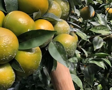 高锰酸钾可以用作沙糖桔消毒剂吗?