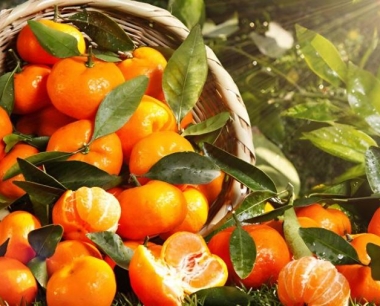 沙糖桔的种植技术与管理