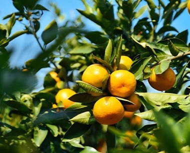 沙糖桔树的一般寿命
