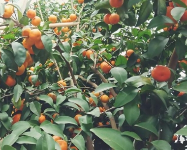 沙糖桔夏季巧修剪