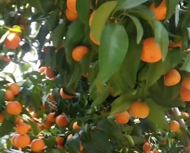 雨水天气防治沙糖桔裂果