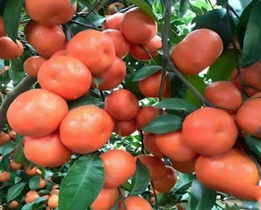 砂糖桔着色期管理要点