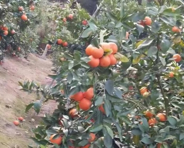 冬沙糖桔管理措施