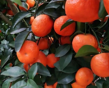 沙糖橘种苗如何选择?