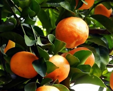 三年沙糖桔怎么施肥?沙糖桔全年施肥方案