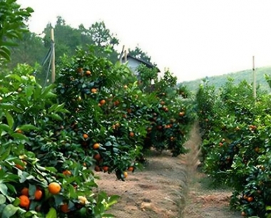砂糖桔种植建园需要考虑哪些条件?这四点至关重要