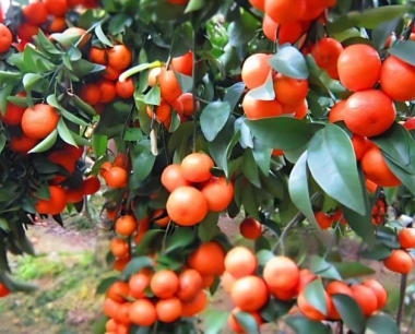 砂糖桔冬天怎么管理