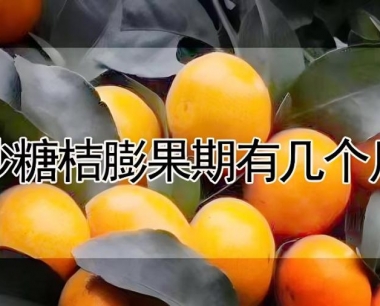 沙糖桔膨果期有几个月