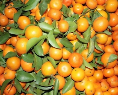 沙糖桔有哪些保鲜方法?