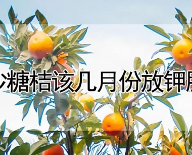 沙糖桔该几月份放钾肥