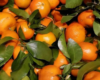 沙糖桔冬季管理促花措施