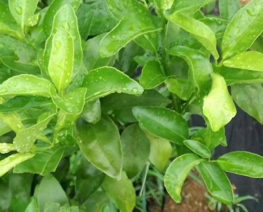 沙糖桔根结线虫是什么?沙糖桔根结线虫防治方法