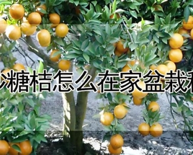 沙糖桔怎么在家盆栽种