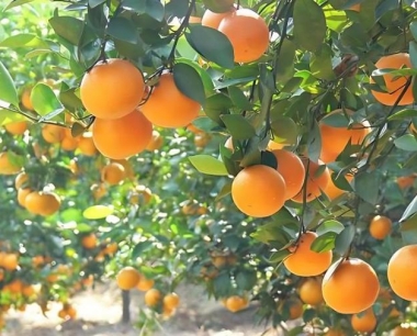 贡柑怎么种,贡柑种植技术与管理方法