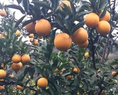 贡柑要如何种植,有哪些管理方法要点,移栽