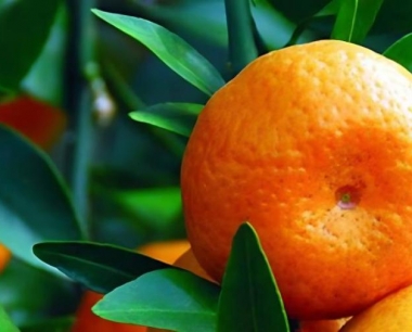 德庆贡柑什么时候上市,贡柑什么时候上市