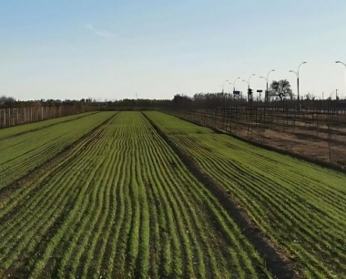 春季冬小麦怎样进行大田病虫害管理?