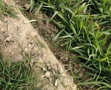 小麦叶锈中后期发生危害的特点是什么?