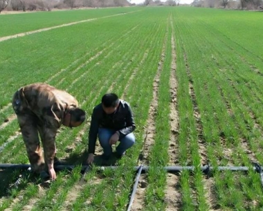 冬小麦春季除草应注意什么事项?