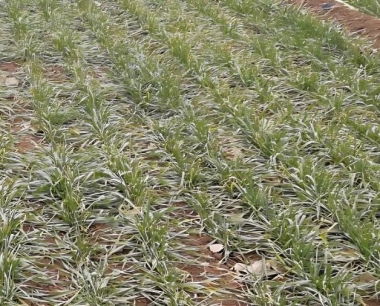 怎样用编制袋子保存小麦,不会出虫?