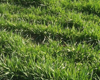 小麦的种子发芽的最低温度是多少?