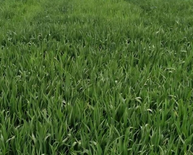 小麦生产试验用久保田的小区收割机效果怎么样?