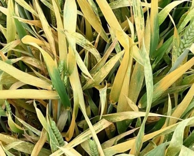 小麦赤霉病主要危害小麦哪些郎位?