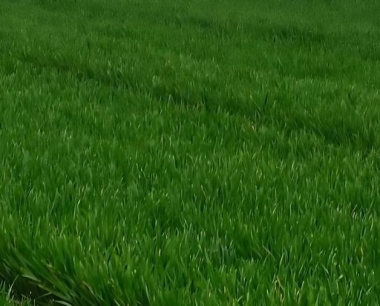 小麦虫害发生危害的规律是什么?