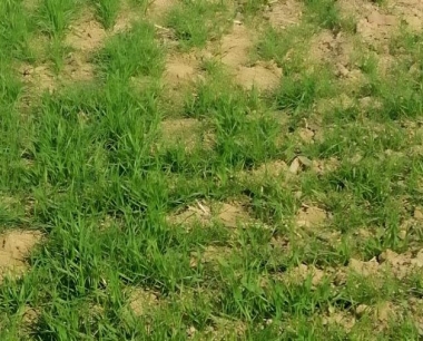 小麦叶片出现黄色斑点是什么病害?