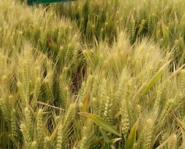 小麦丛矮病与玉米粗缩病是同一种病毒引起的吗?