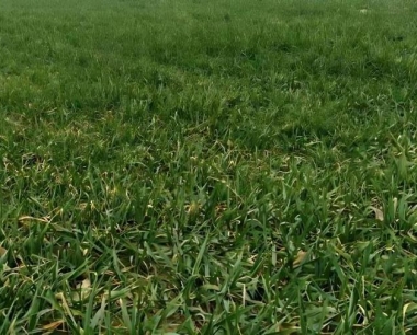 小麦收割后播种大豆玉米复合种植几天能发芽?